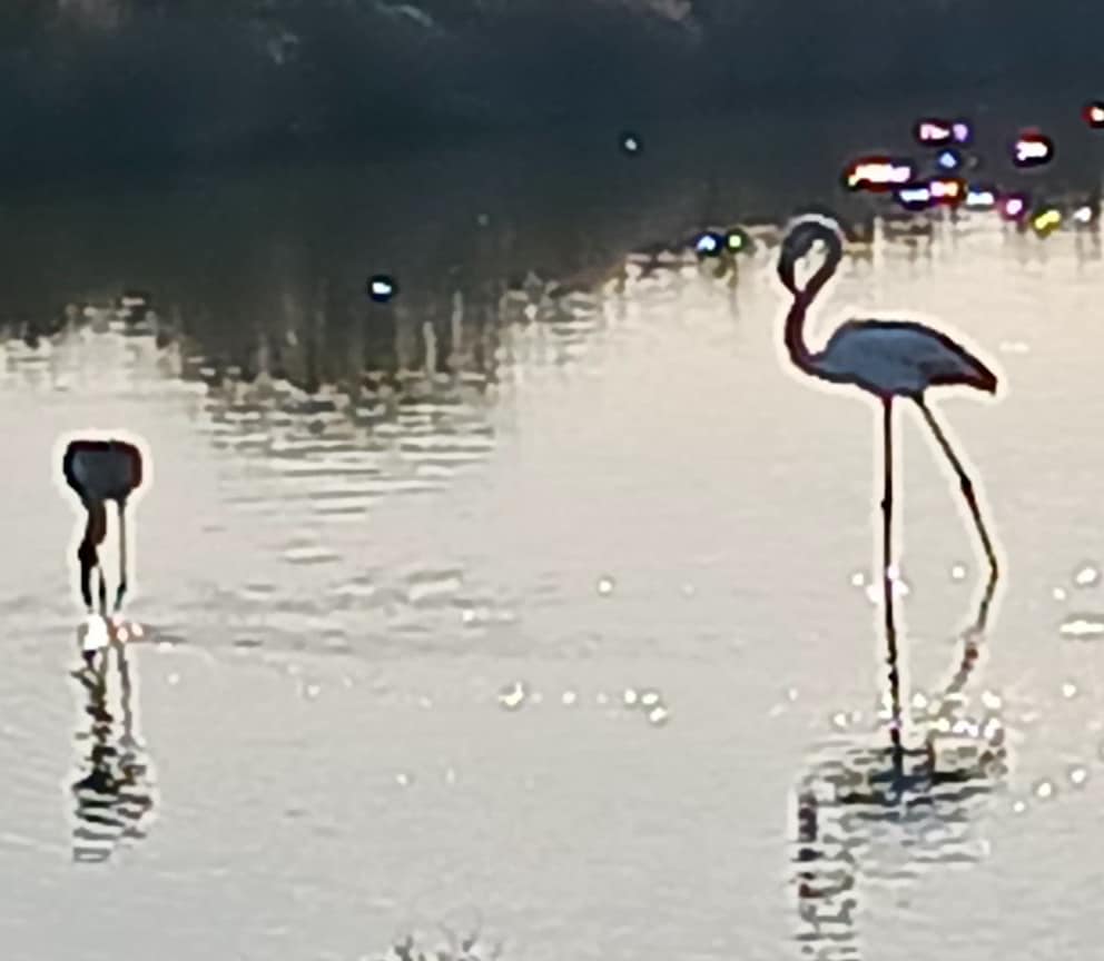 Image de flamants roses dans les Salins proches de l'Almanarre - Georges Vigreux rédacteur web tourisme